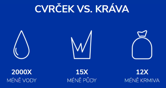 Cvrček vs. kráva